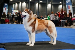 Shelby CACIB Brno 24.01.2026